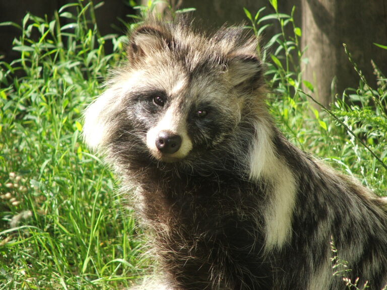 Nyctereutes procyonoides 4 Piotr Kuczynski