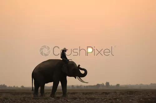 portrait elephant mahout forest 3147088