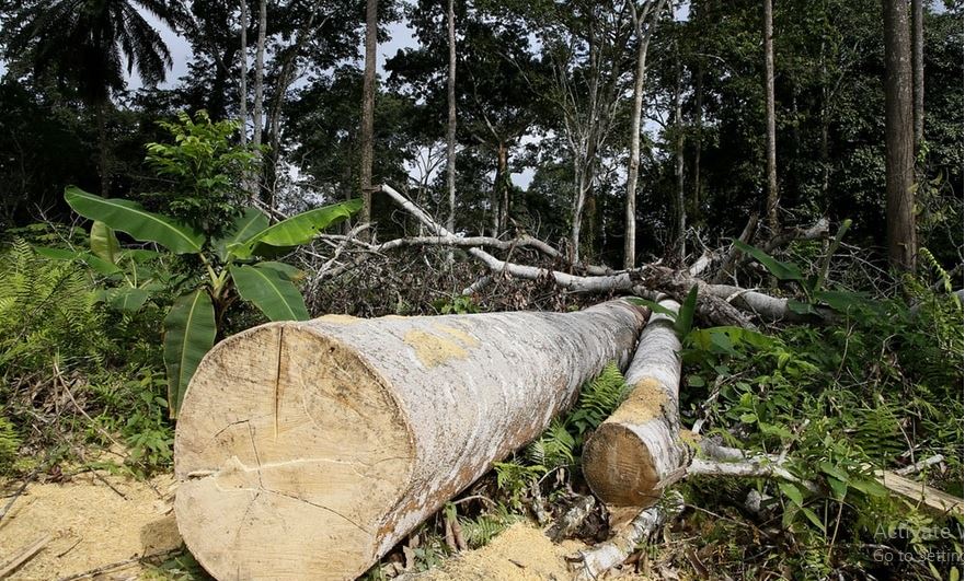 كيف تدمر الشوكولاتة الغابات