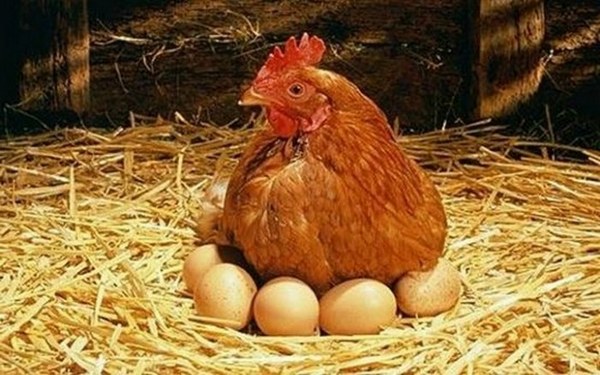 البيضة ولا الدجاجة