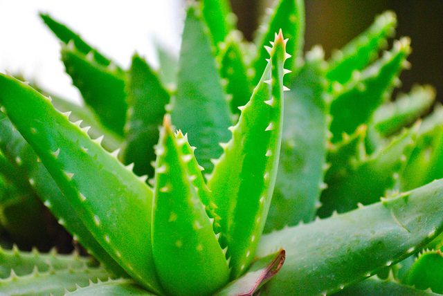 aloe vera 1 1132x670 1