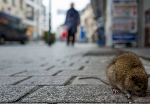 انتشار الفئران في روما "أرشيفية"