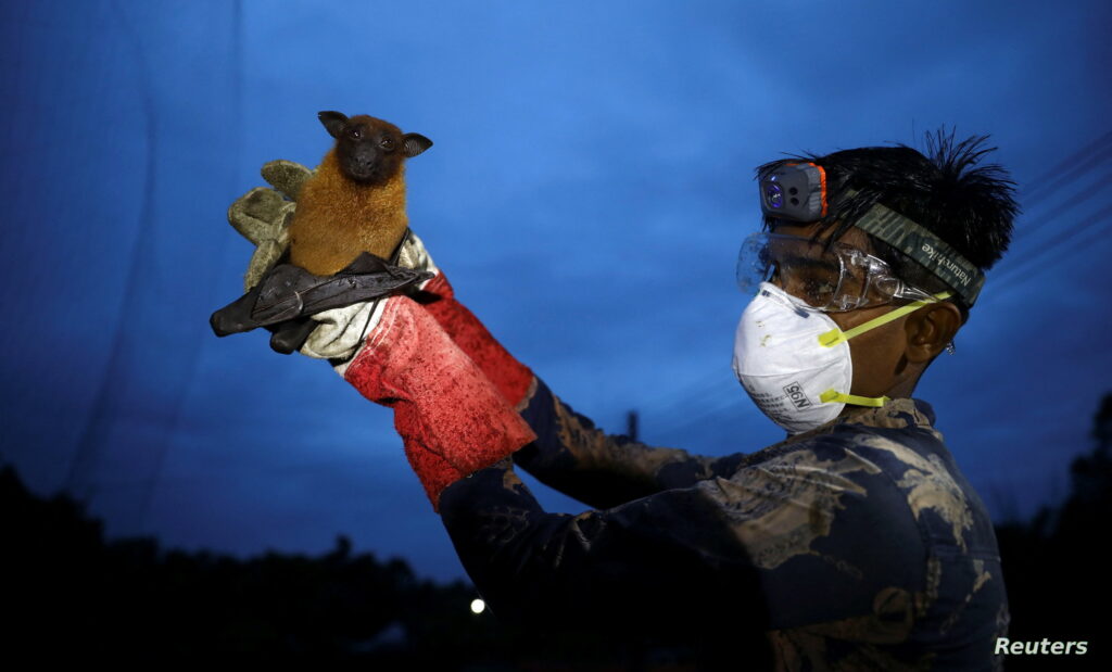 فيروس نيباه