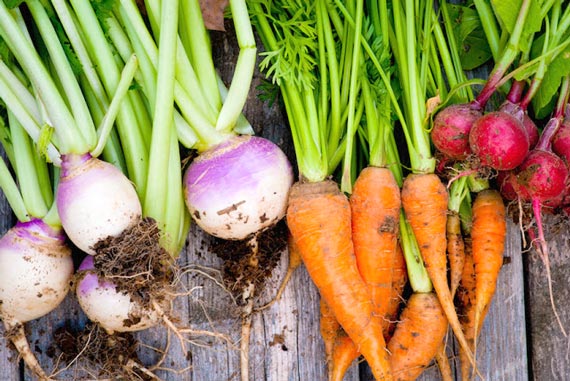 الخضراوات الجذرية