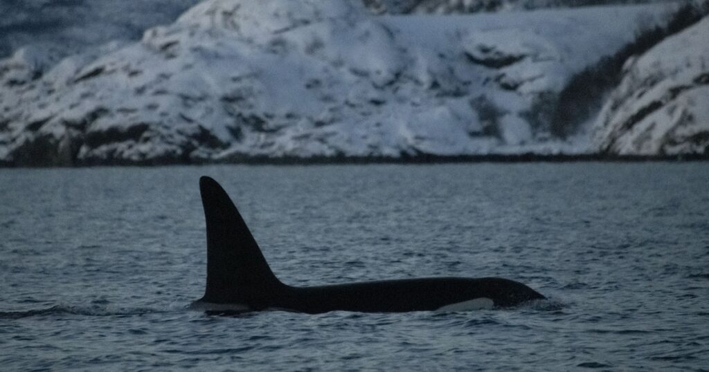 حوت الأوركا