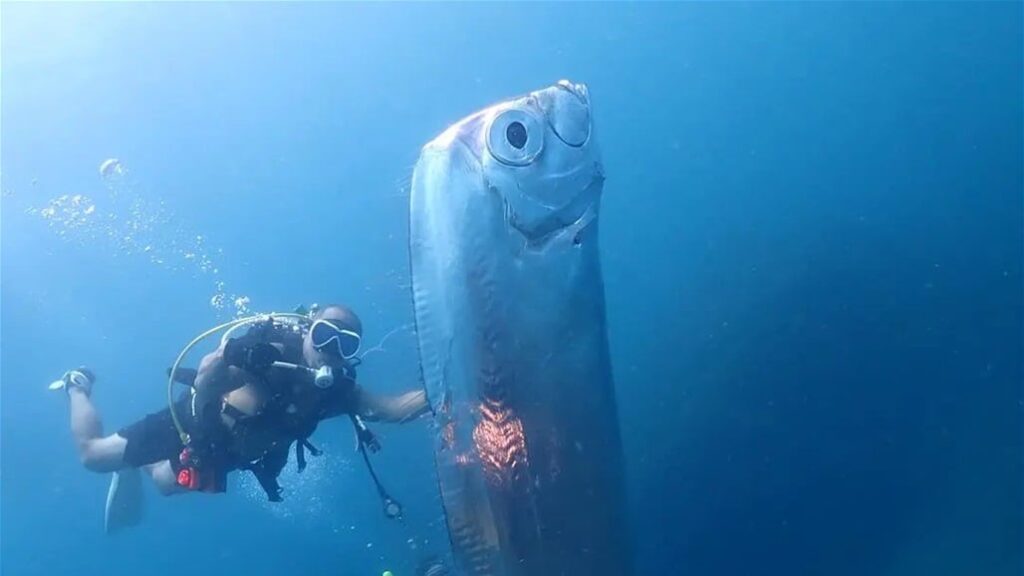 سمكة يوم القيامة (سمكة المجداف)