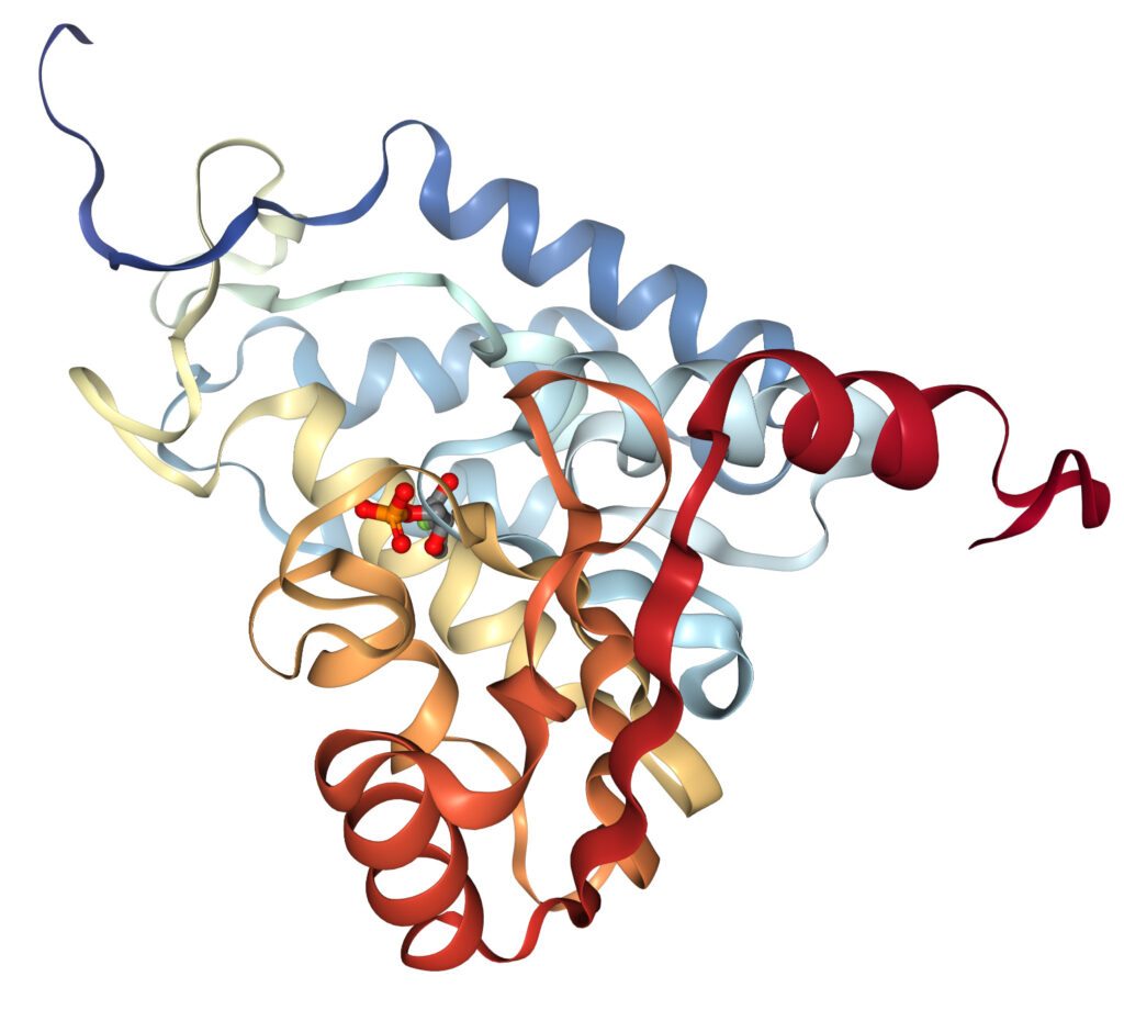 CD38 protein structure