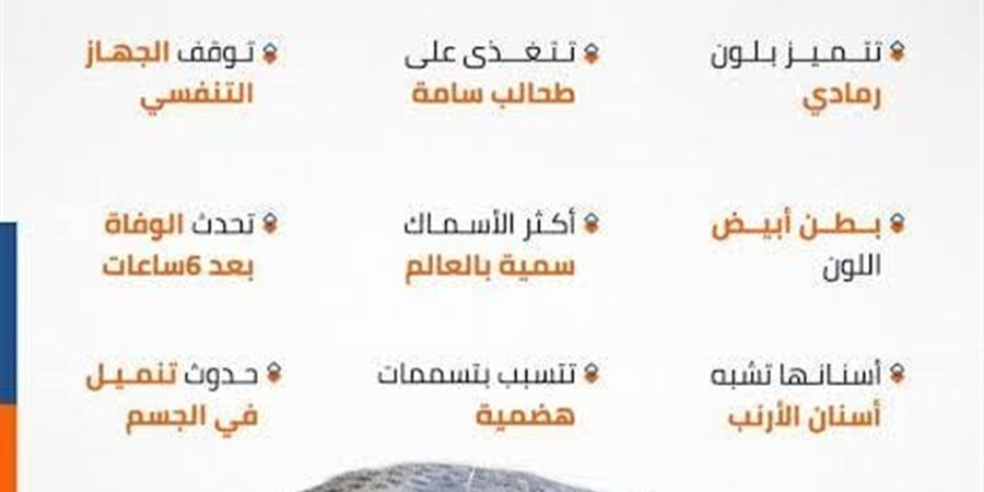 مواصفات سمكة الأرنب