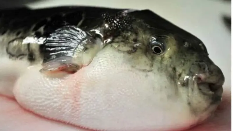 سمكة الأرنب في مصر تحذيرات صحية