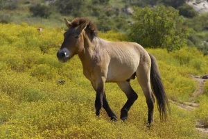 Przewalskis horse can survive up to 20 years in captivity and more than 20 years in the wild