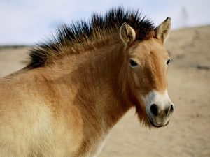 Przewalskis horse uses its teeth and strong legs for self defense. This is the only type of wild horses that humans couldnt tame