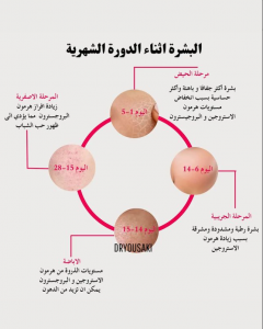 مراحل الدورة الشهرية