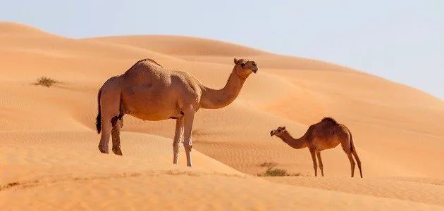 لقاء منشئ
