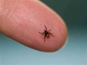 مرض لايم.. بعد إصابة جاستن تيمبرليك به.. كل ما تريد معرفته عن هذا المرض النادر مرض لايم