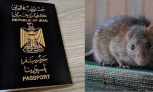 الأحوال المدنية في بغداد تنفي شائعة “فأر الجوازات” وتؤكد استمرار العمل دون توقف فأر