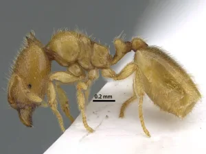 الشارقة تكشف عن اكتشاف علمي نادر: "نملة الشارقة" تضيف إلى التنوع البيولوجي للإمارة نملة الشارقة