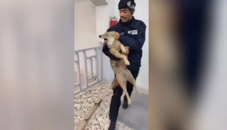 حادثة غير مألوفة بالفلوجة.. ذئب يقتحم دائرة الماء والشرطة تتدخل بأسلوب احترافي.. فيديو ذئب