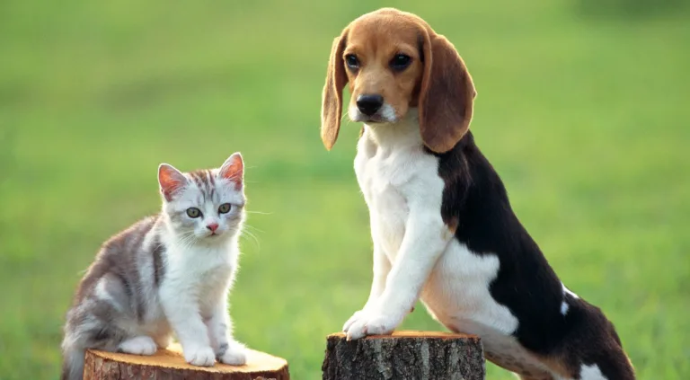 أبوظبي تلزم بتسجيل الكلاب والقطط عبر منصة “تم” بدءاً من الثلاثاء المقبل الكلاب والقطط