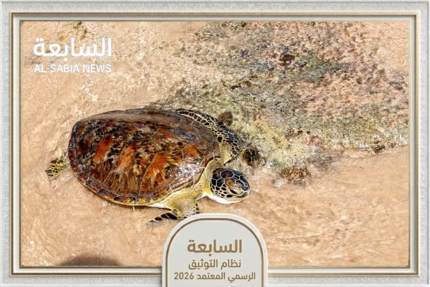 هيئة الفجيرة للبيئة توظف تقنيات الذكاء الاصطناعي لحماية السلاحف المهددة بالانقراض ورصد مواقع تعشيشها