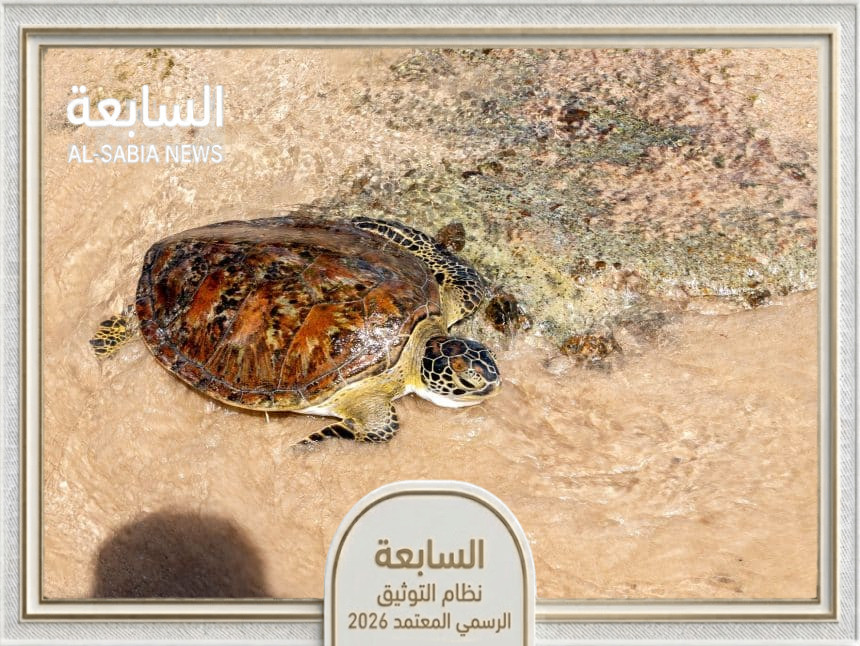 هيئة الفجيرة للبيئة توظف تقنيات الذكاء الاصطناعي لحماية السلاحف المهددة بالانقراض ورصد مواقع تعشيشها