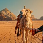 ميادة الحناوي تهنىء الفنانة ناديا المنفوخ لنجاح أغنيتها الجديدة "سلطان قلبي"